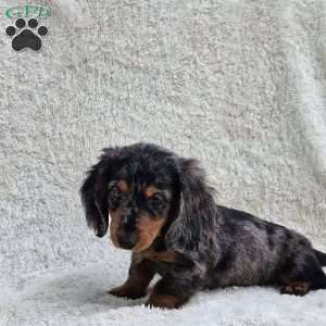 Benji, Dachshund Puppy